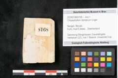 Foto (Objekt + Etikett) von Chrysophyllum olympicum Unger (NHMW-GEO-2024-0188-8168)